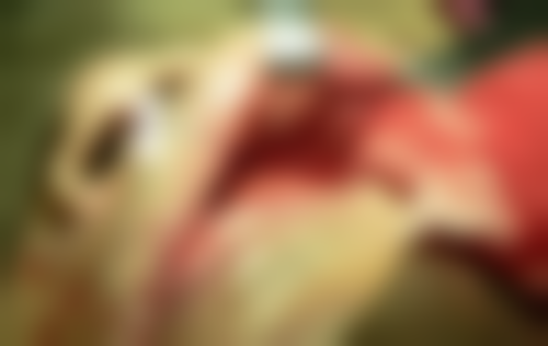 赞皇建超口腔正规资质保护